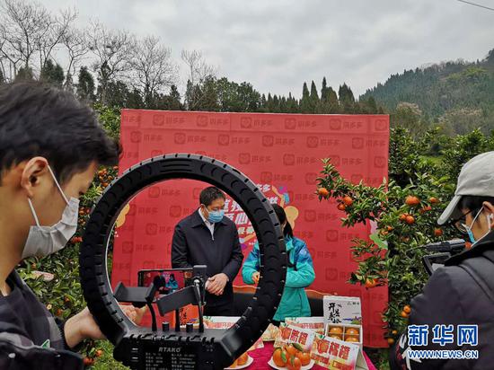 重庆市开州区区长蒋牧宸向电商平台网友直播介绍“开县春橙”。新华网 王龙博 摄